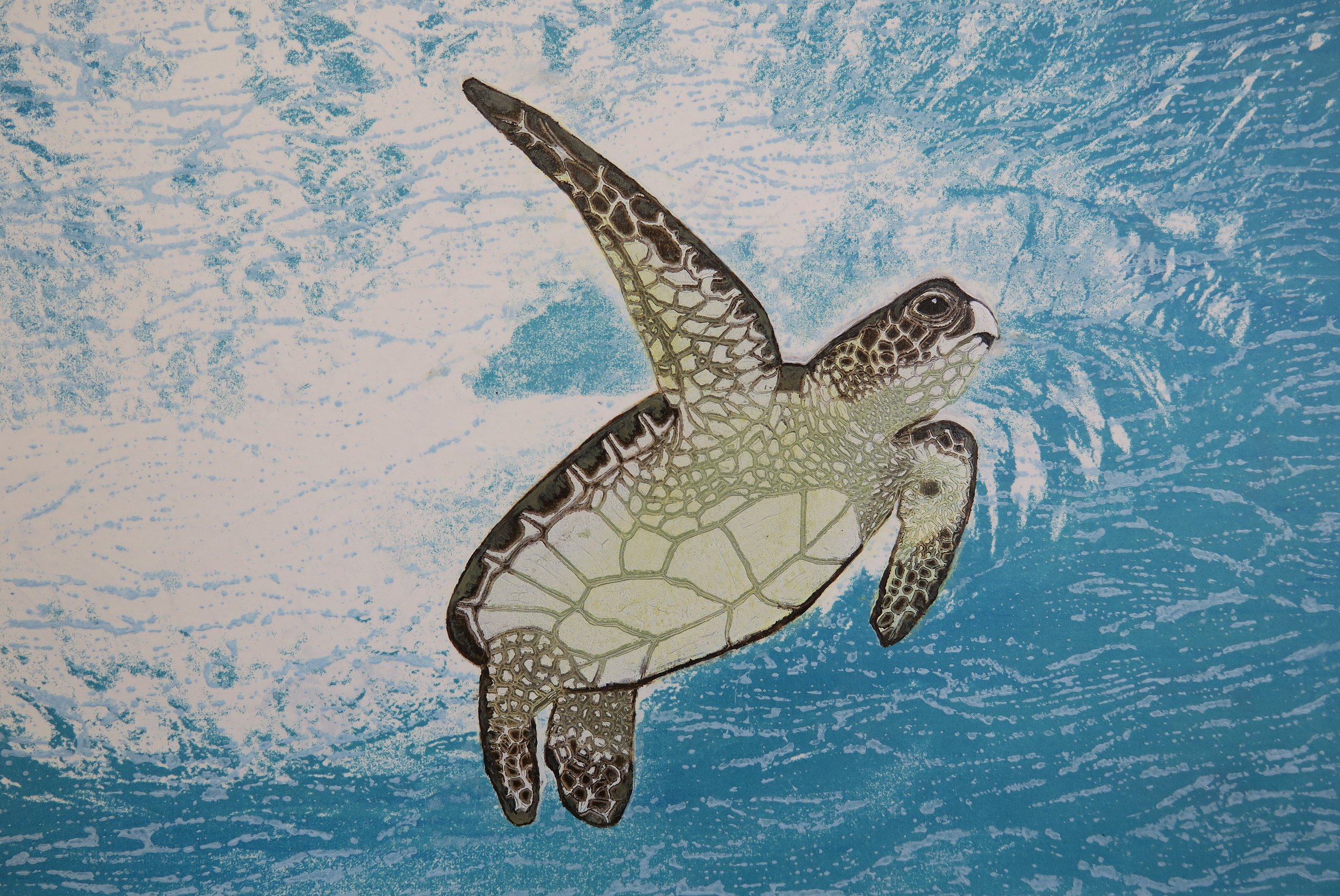 GREEN SEA TURTLE