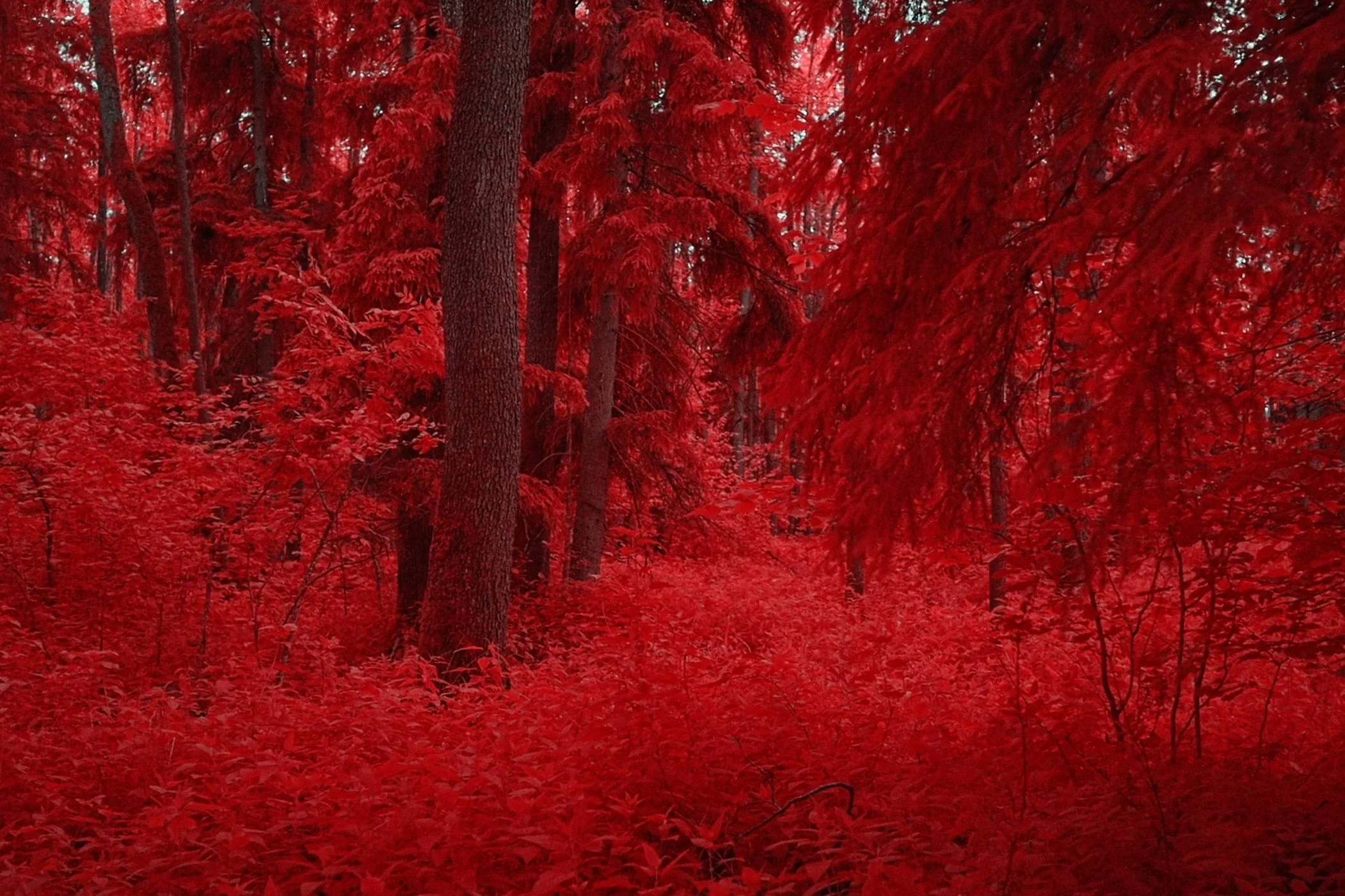 Red Forest Burning