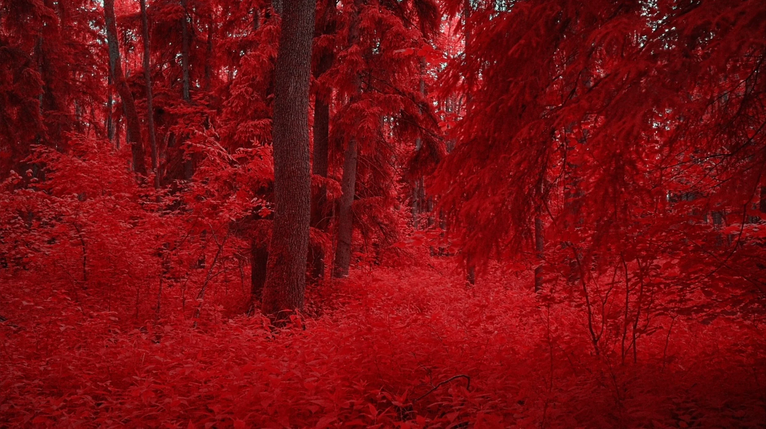 Red Forest Burning