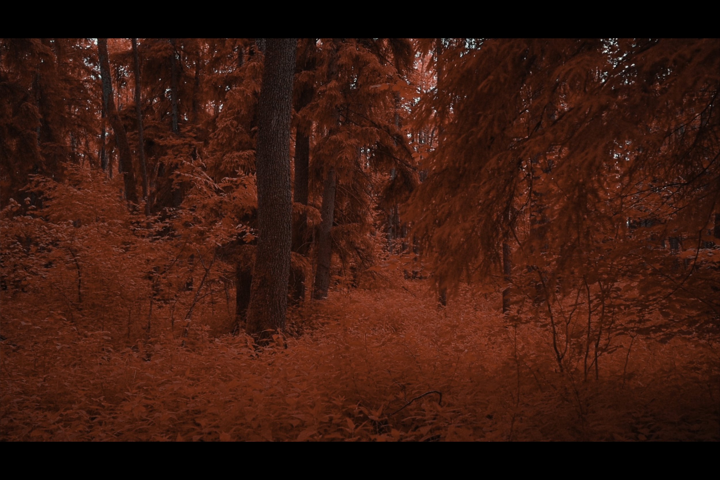 Red Forest Burning