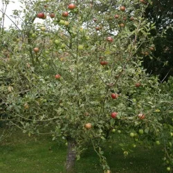 Cox-Orange-Pippin-Apple.jpg