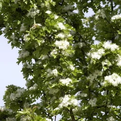 medium_crataegus_monogyna_stricta.jpg