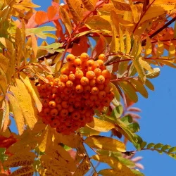 medium_sorbus_x_arnoldiana_golden_wonder.jpg