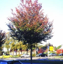 1359GW-amelanchier-lamarckii-robin-hill-1-banner.jpg