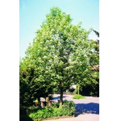 Sorbus arnoldiana Golden Wonder.jpg