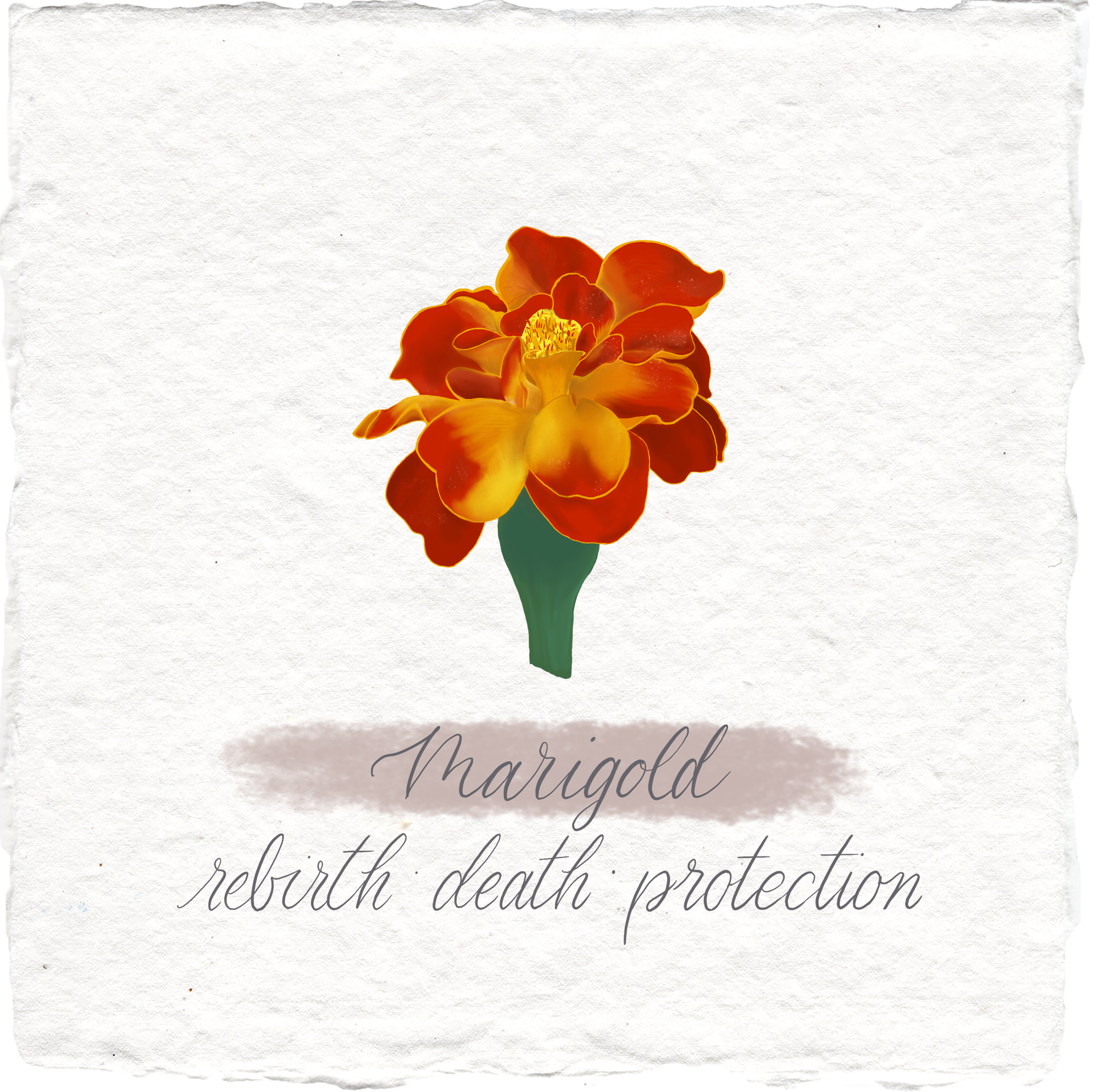 Marigold.png