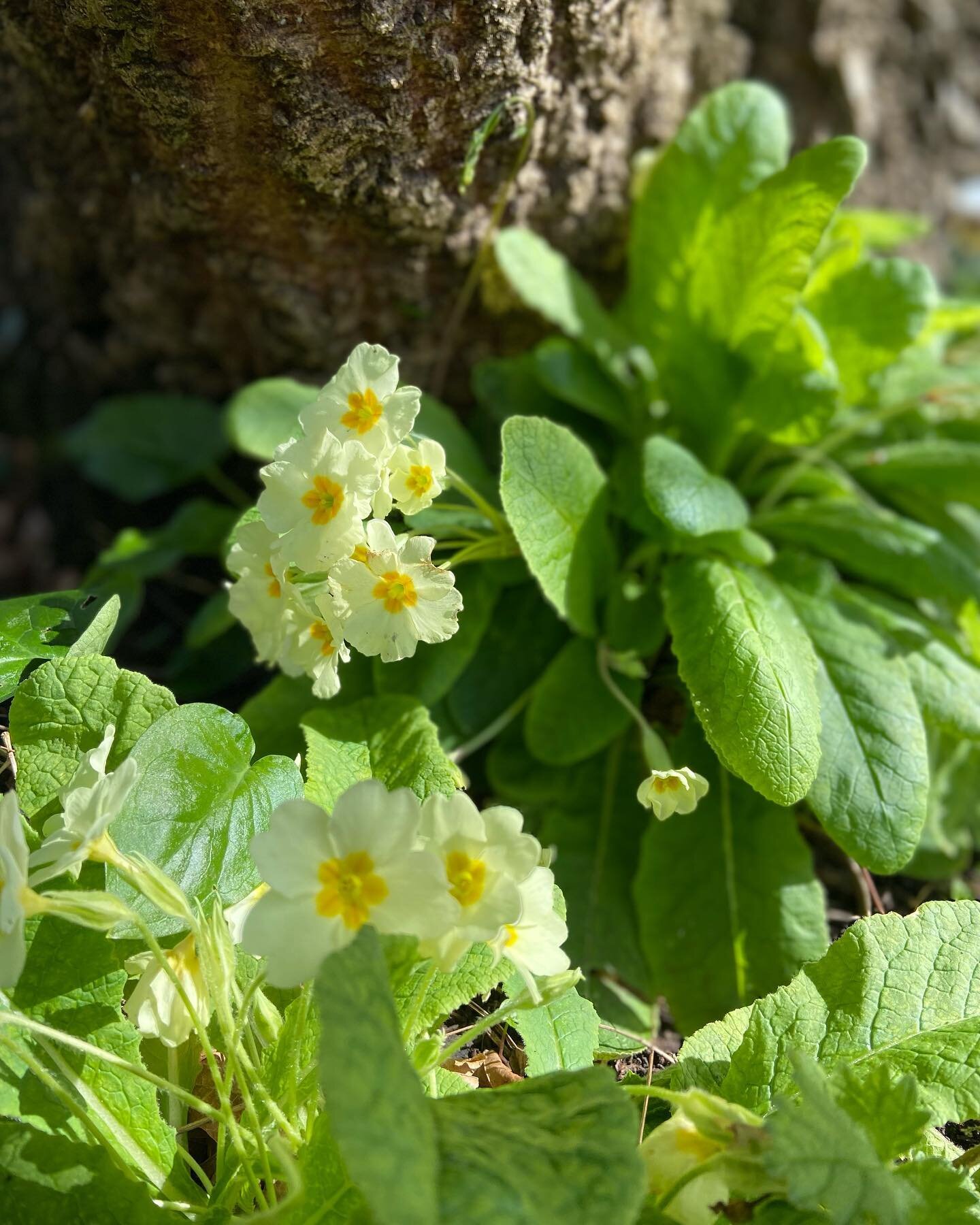 Joyous little guys 🌼