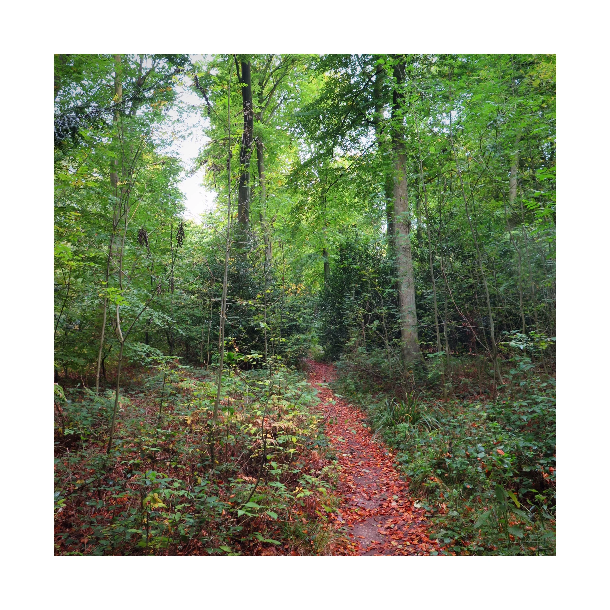 Definitely no ghosts in the woods. Definitely.