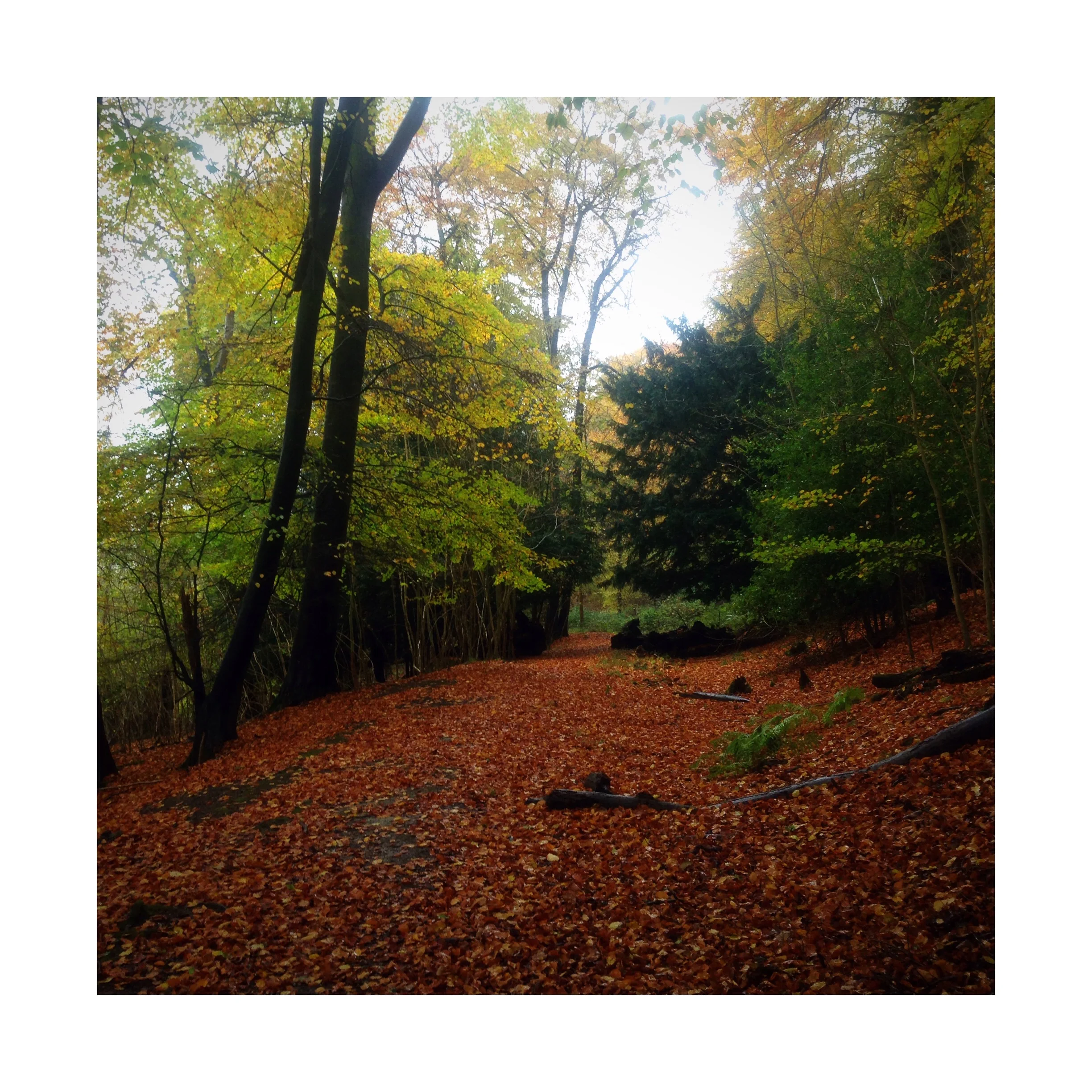 Has anyone invented a rain in the woods scented candle? Asking for a friend.