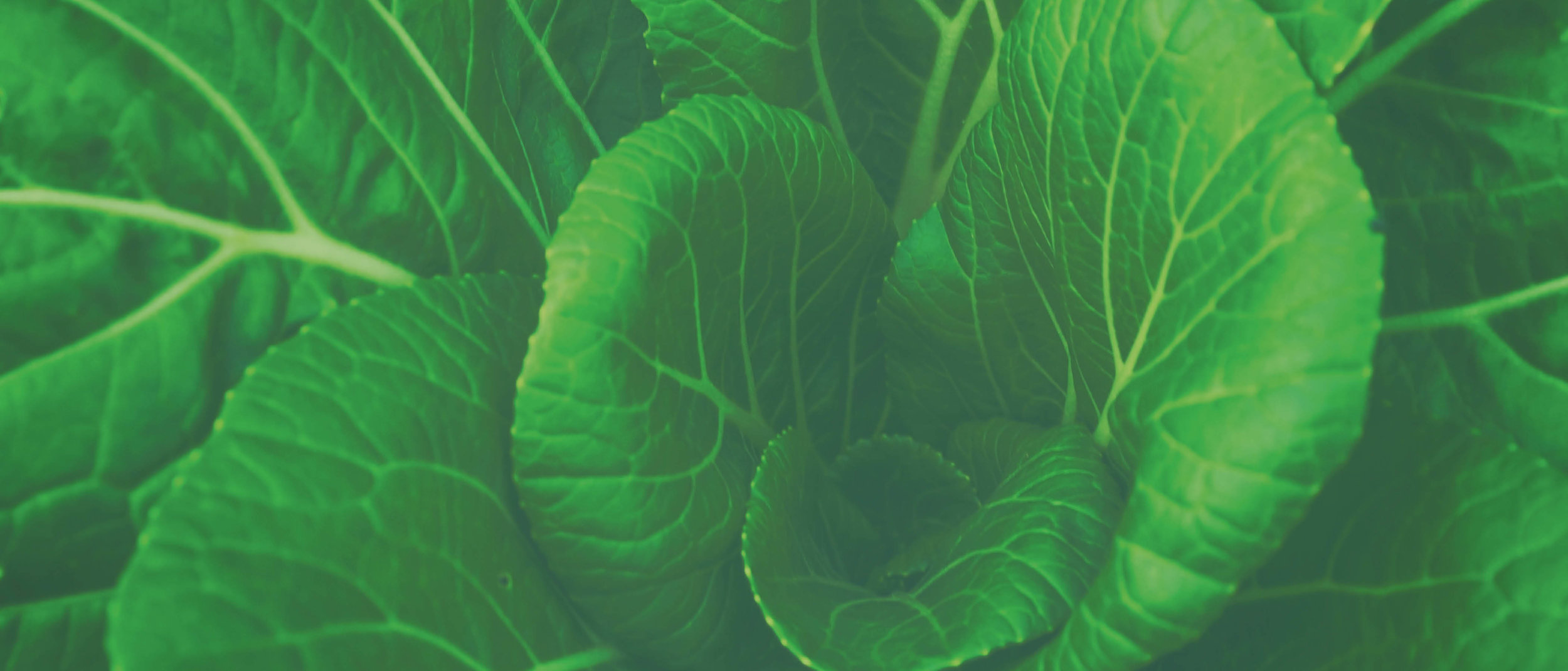 Lettuce.jpg