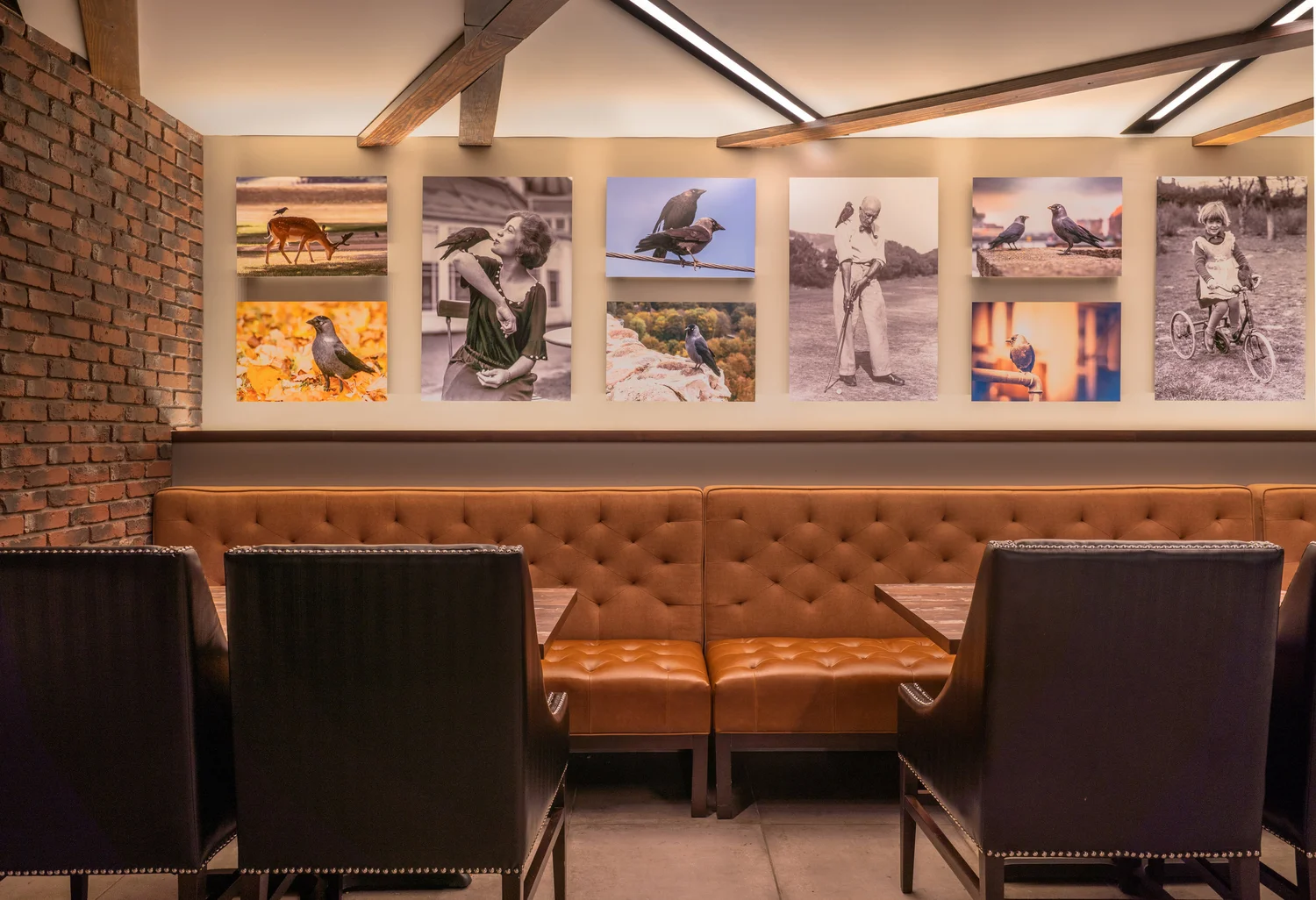 Jackdaw Arkifex Modern Architecture Springfield Mo