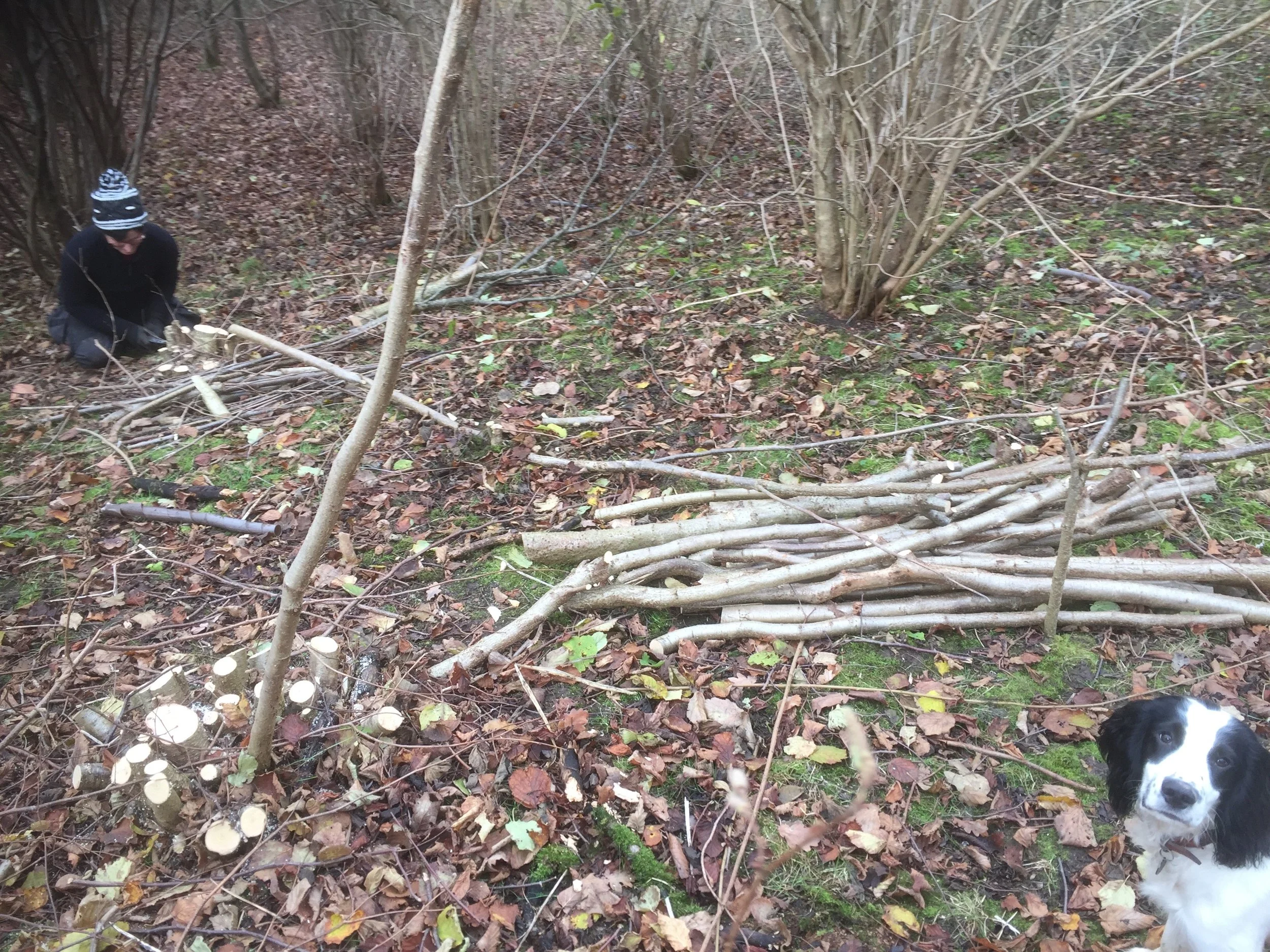 Woodlanders - Woodland Management - Snowdonia, North Wales