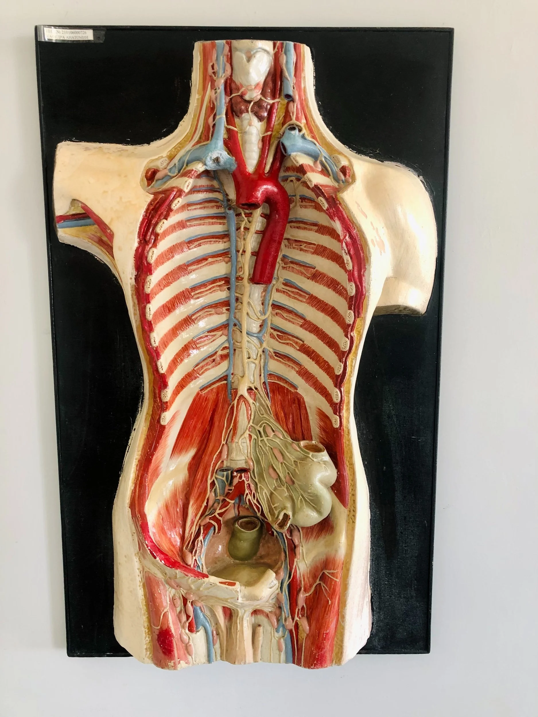 The Vagus Nerve: Understanding and Enhancing Its Function for Better Health