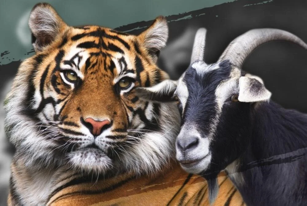 Play Tigers And Goats Aka Baghchal Game Online