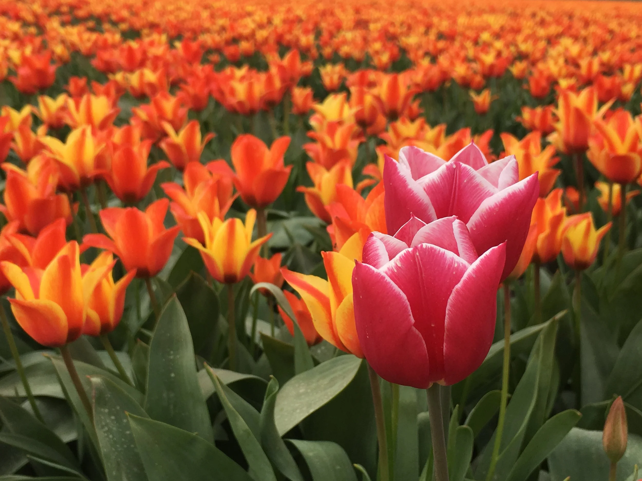 Perfect Assimilation of an Immigrant