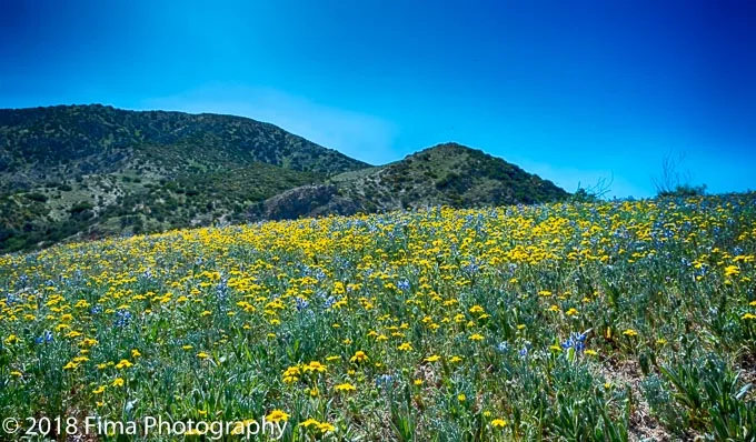 Wildflowers are everywhere