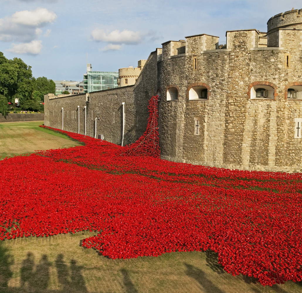 Poppies 2.jpg