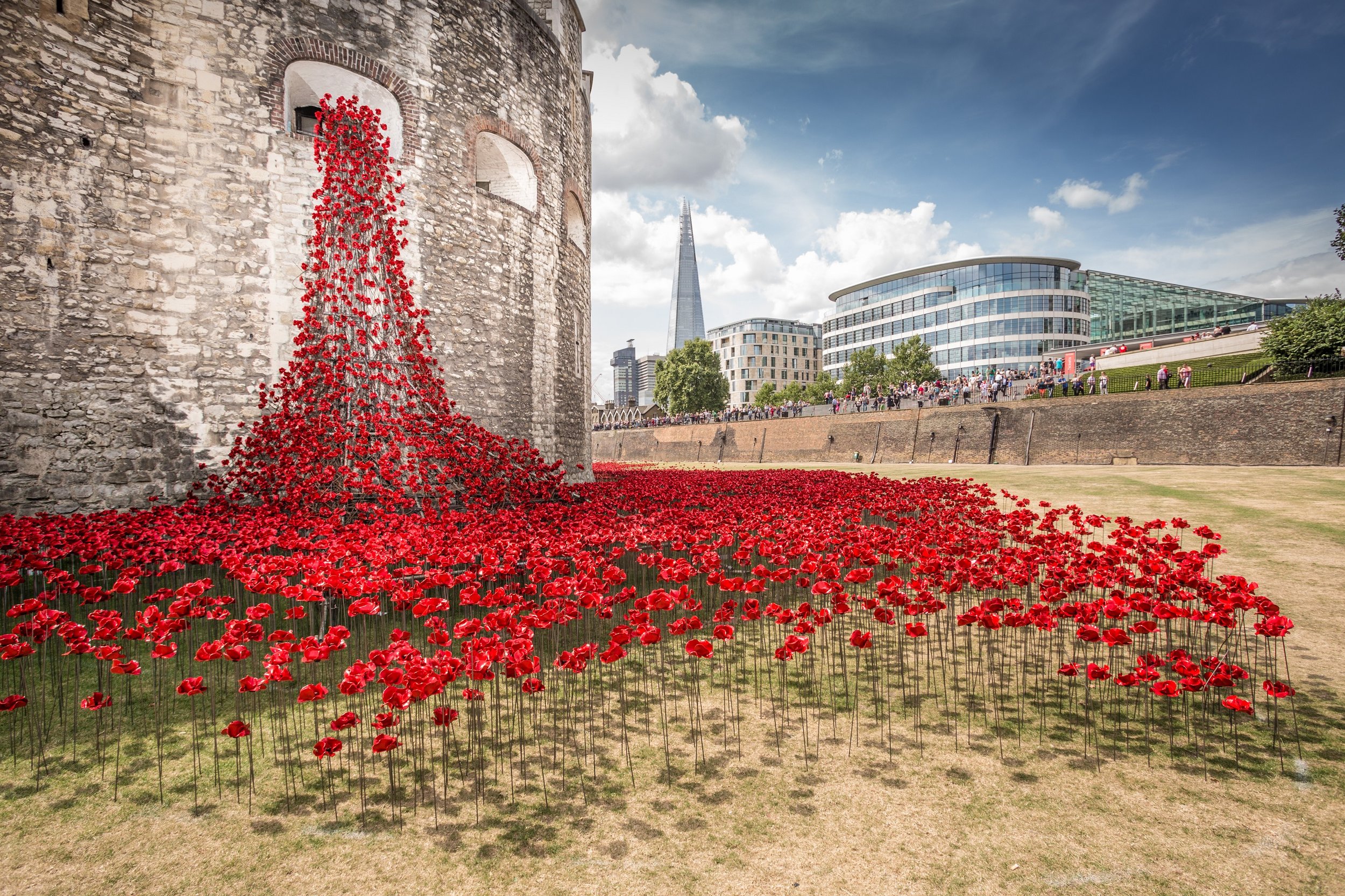Poppies 1.jpg