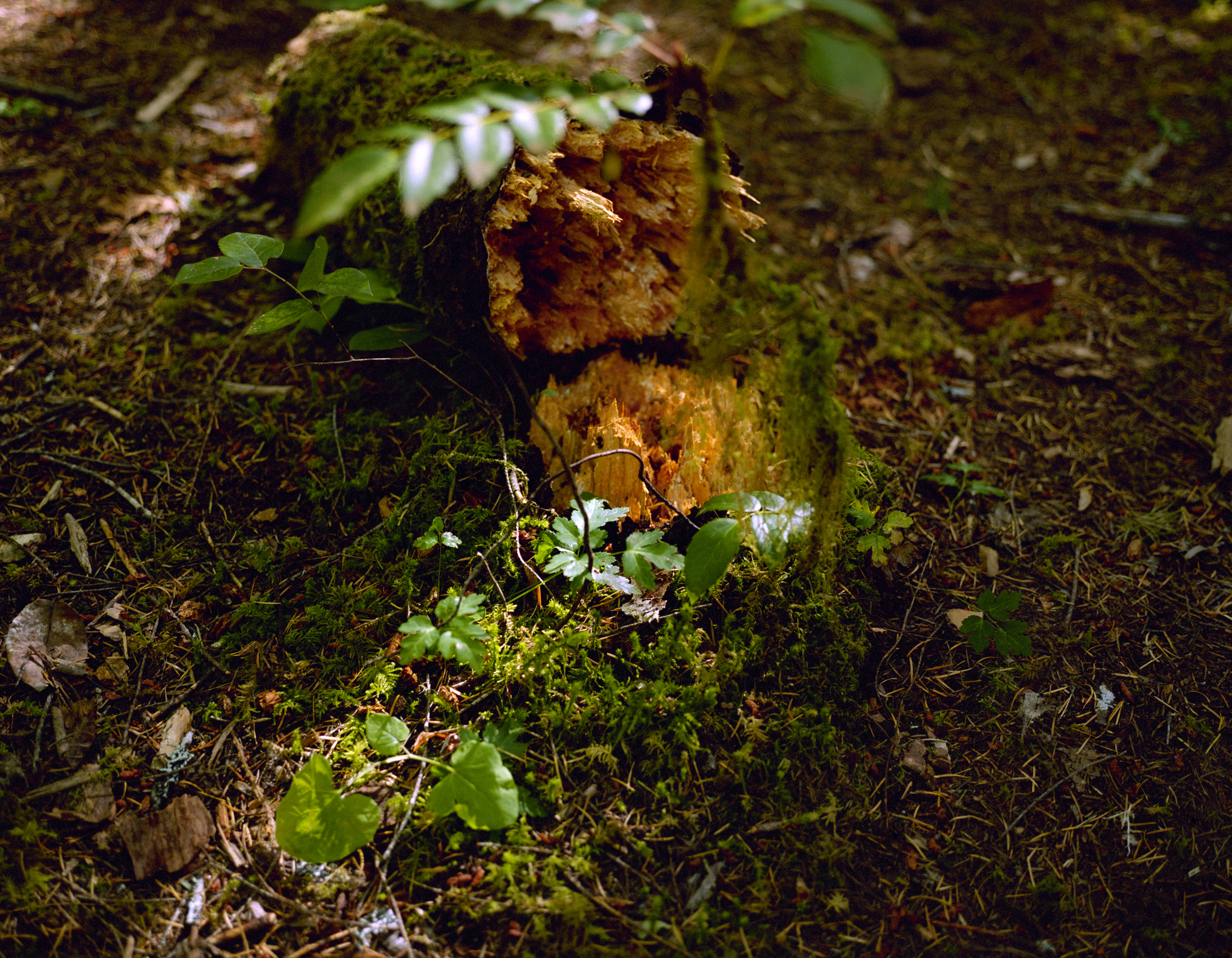 stump_11x14.jpg