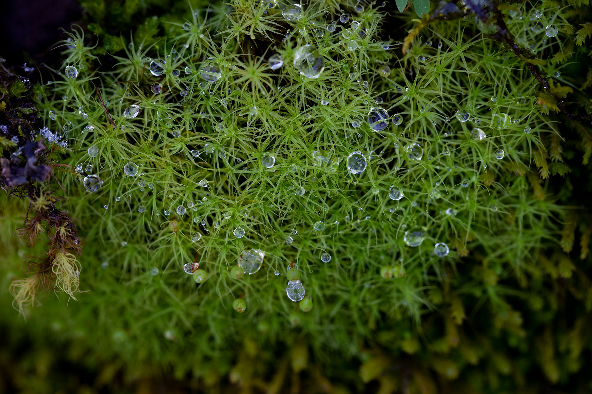 8961_Grass-Droplets-1920.jpg