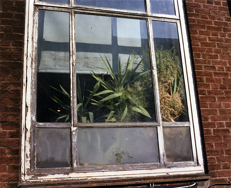 05_plants_window.jpg