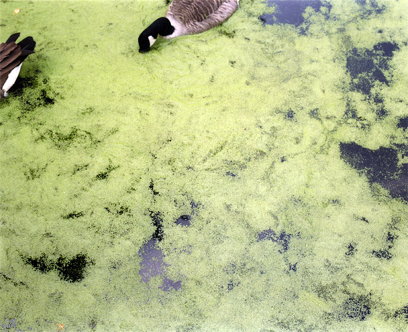 08_geese_pond.jpg
