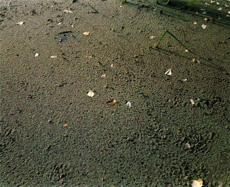 09_pond_surface.jpg