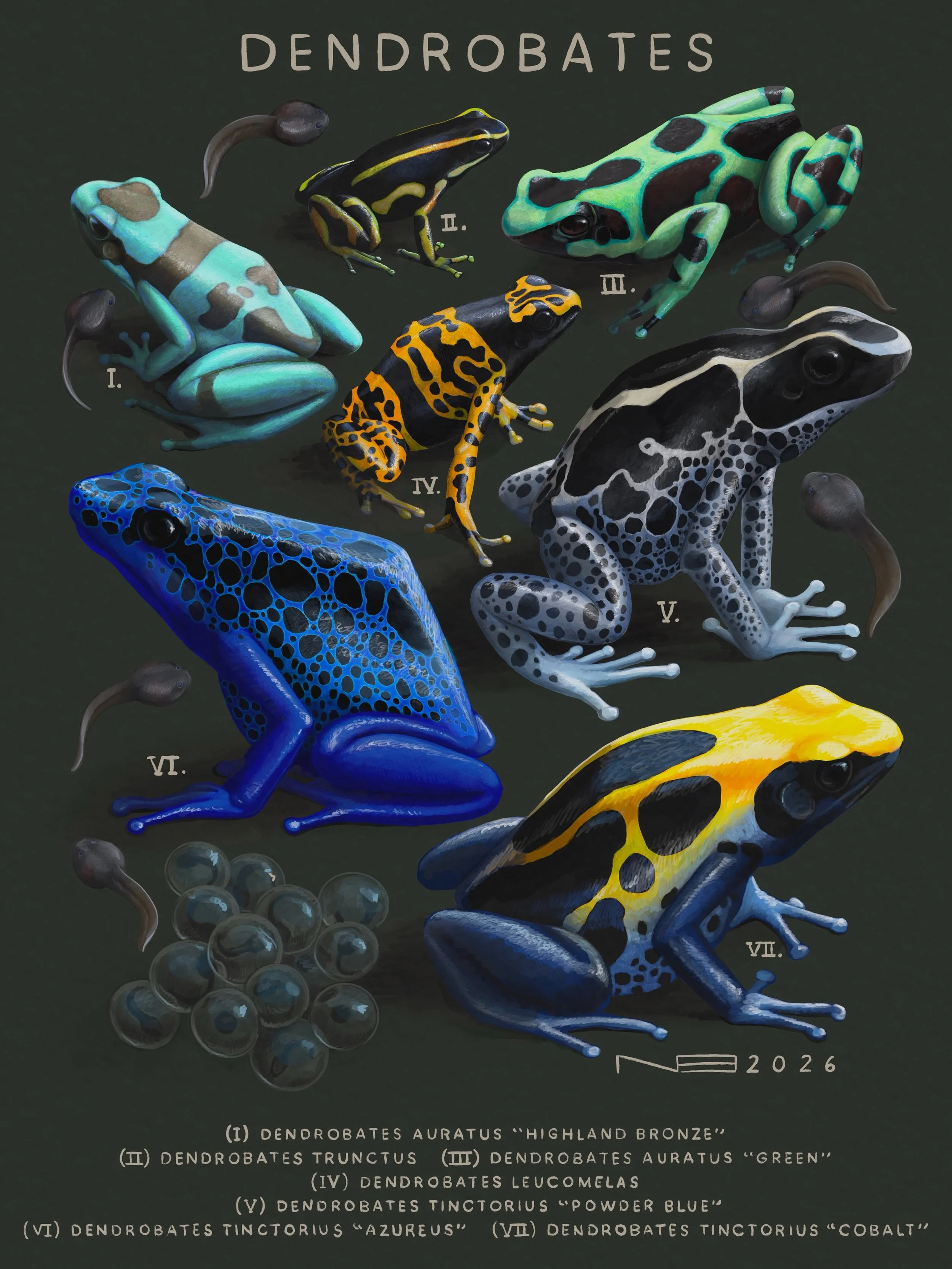 Dendrobates (2026) - Art Print by Noah Bounds