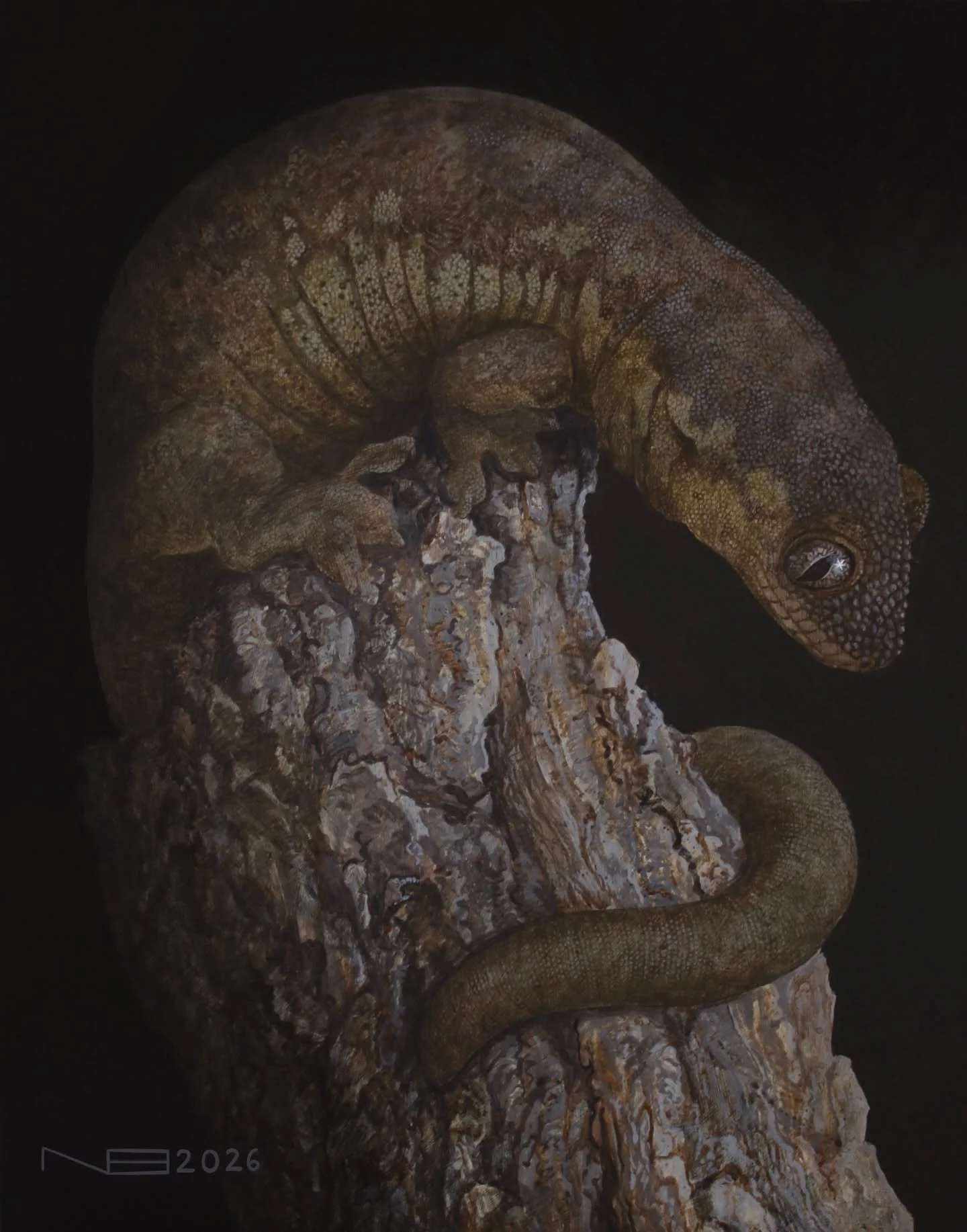 Rhacodactylus trachycephalus (2026) - 11x14” - Acrylic on Panel