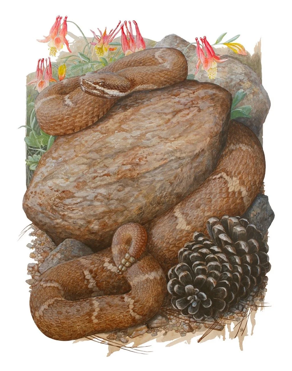 "Crotalus willardi willardi” -  Art Print by Noah Bounds