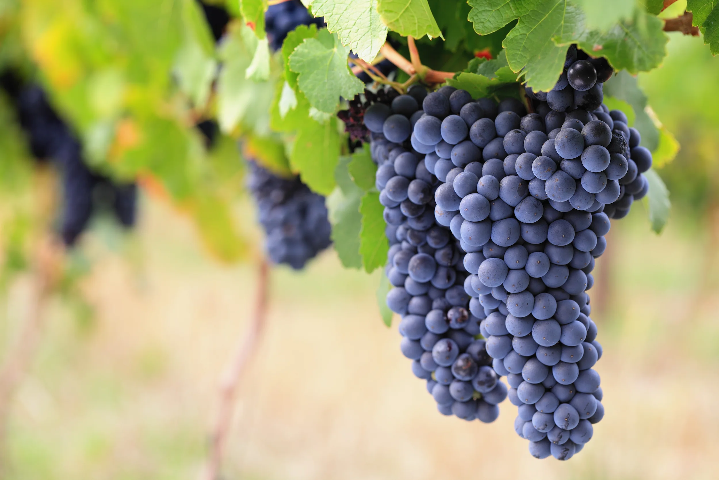 grapes.jpg