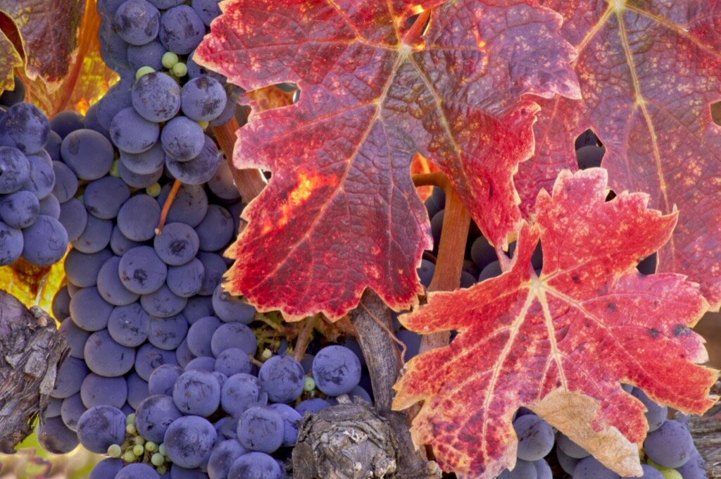 Grapes and Fall Leaves.jpg