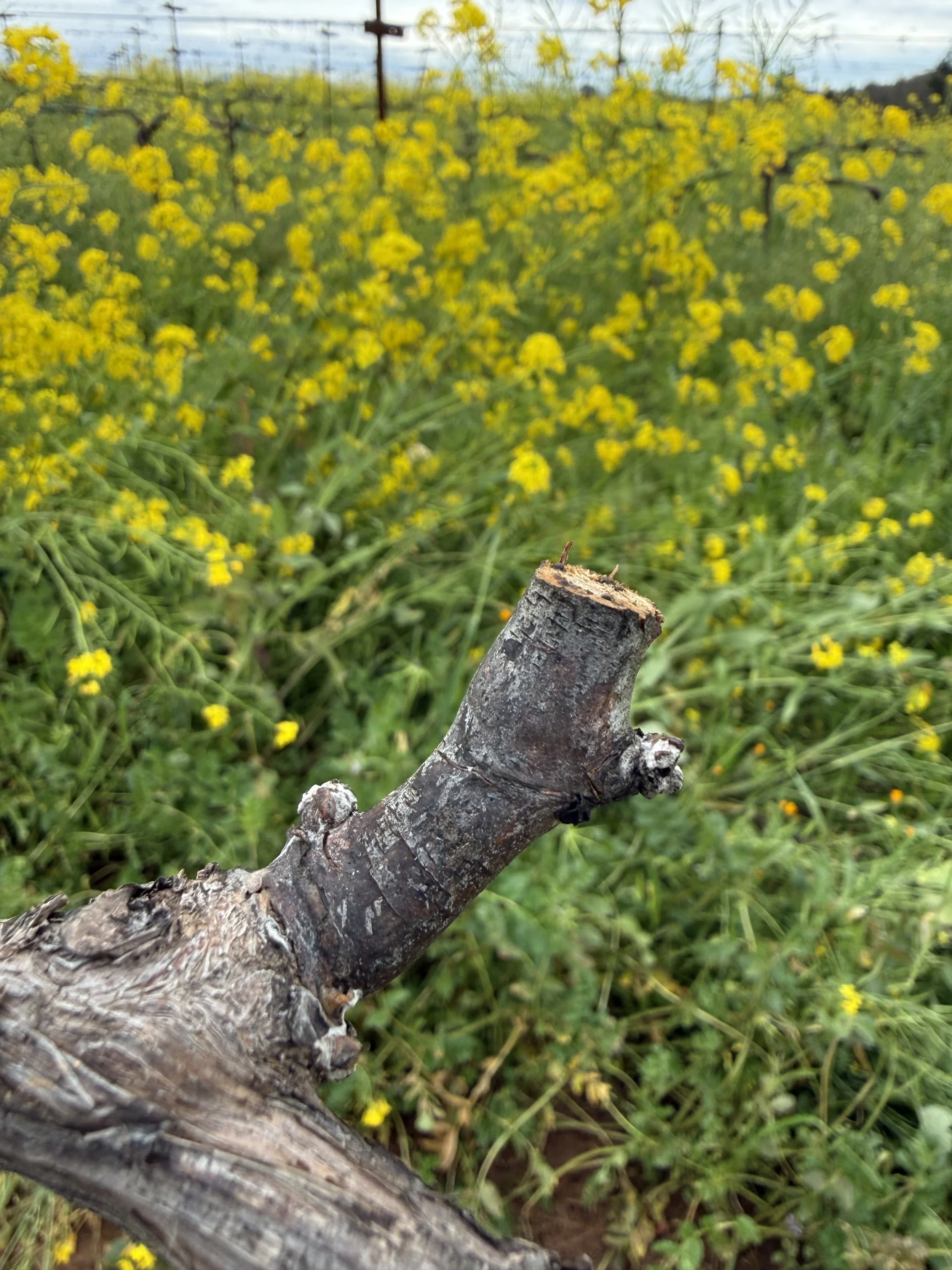 Bud Development: Character Matters