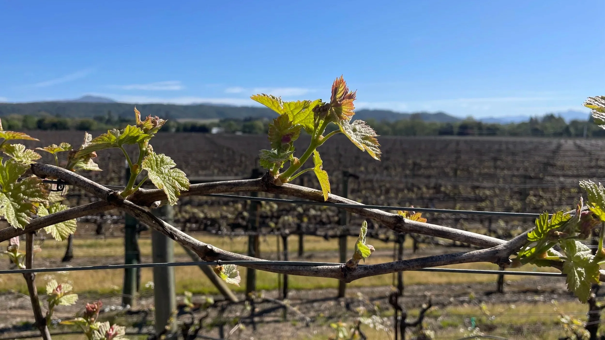 Trellising: Accountability