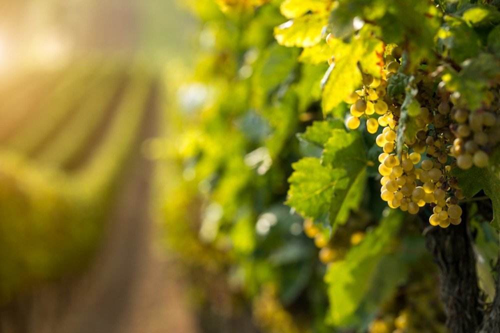 Terroir Example Vineyard Retreats — Conversations in the Vineyard