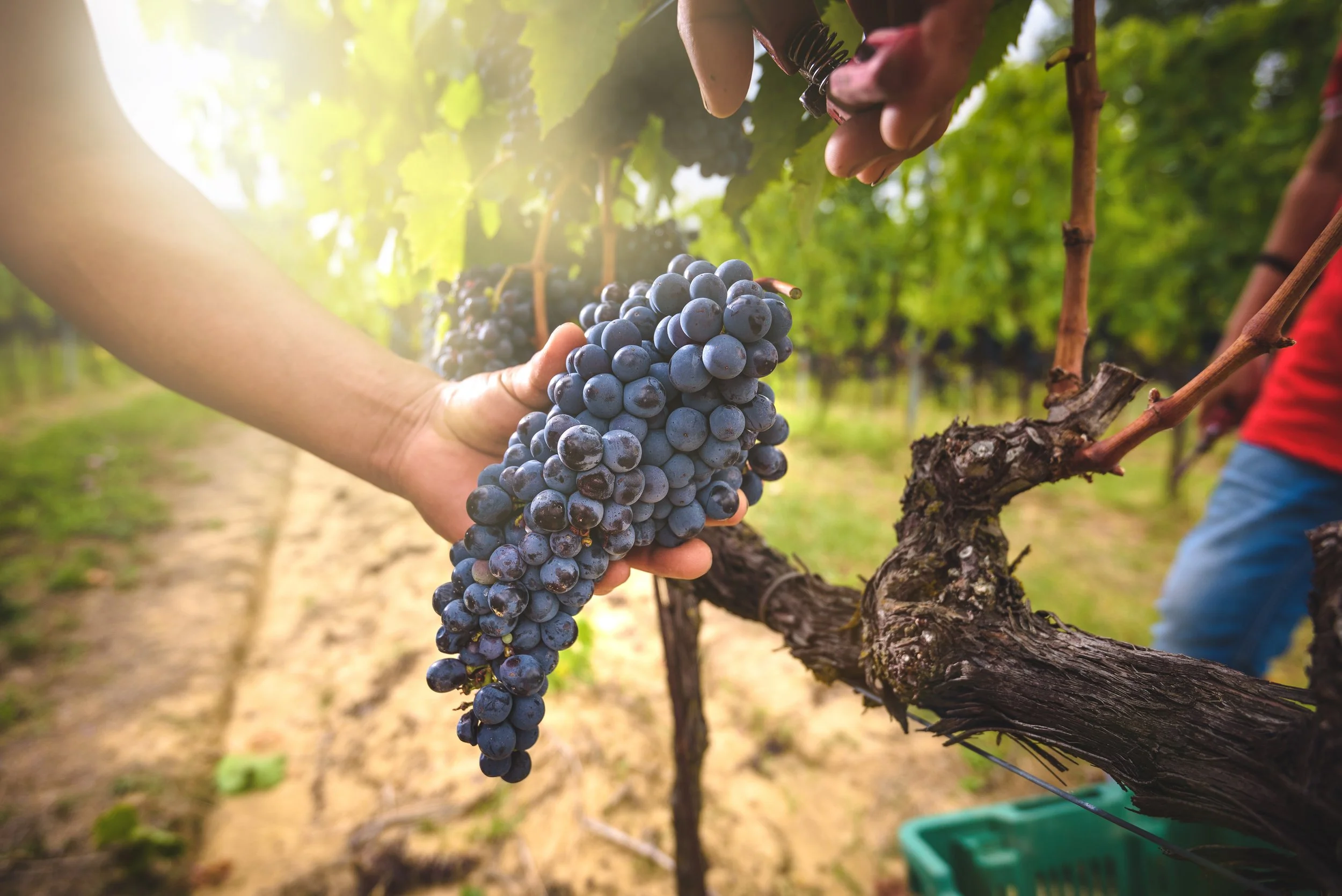 Harvest as Paradox