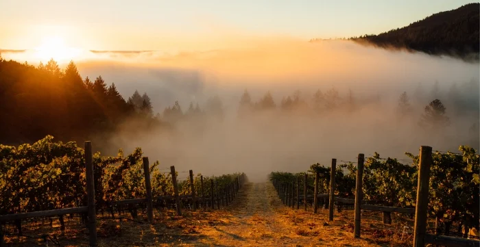 Rudd Oakville Estate, Mt. Veeder