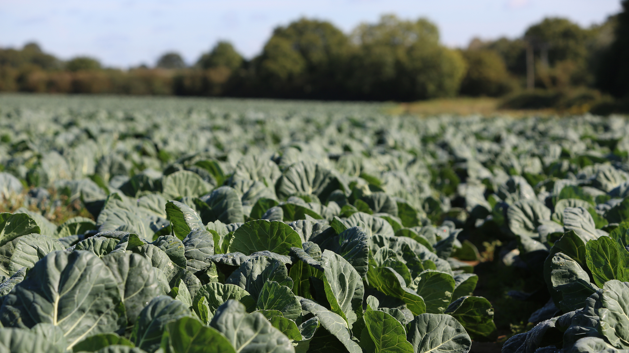 Cabbage field.jpeg