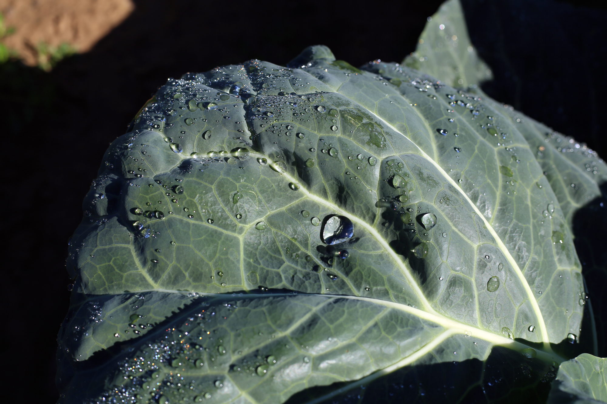George Thompson Cabbage.jpg