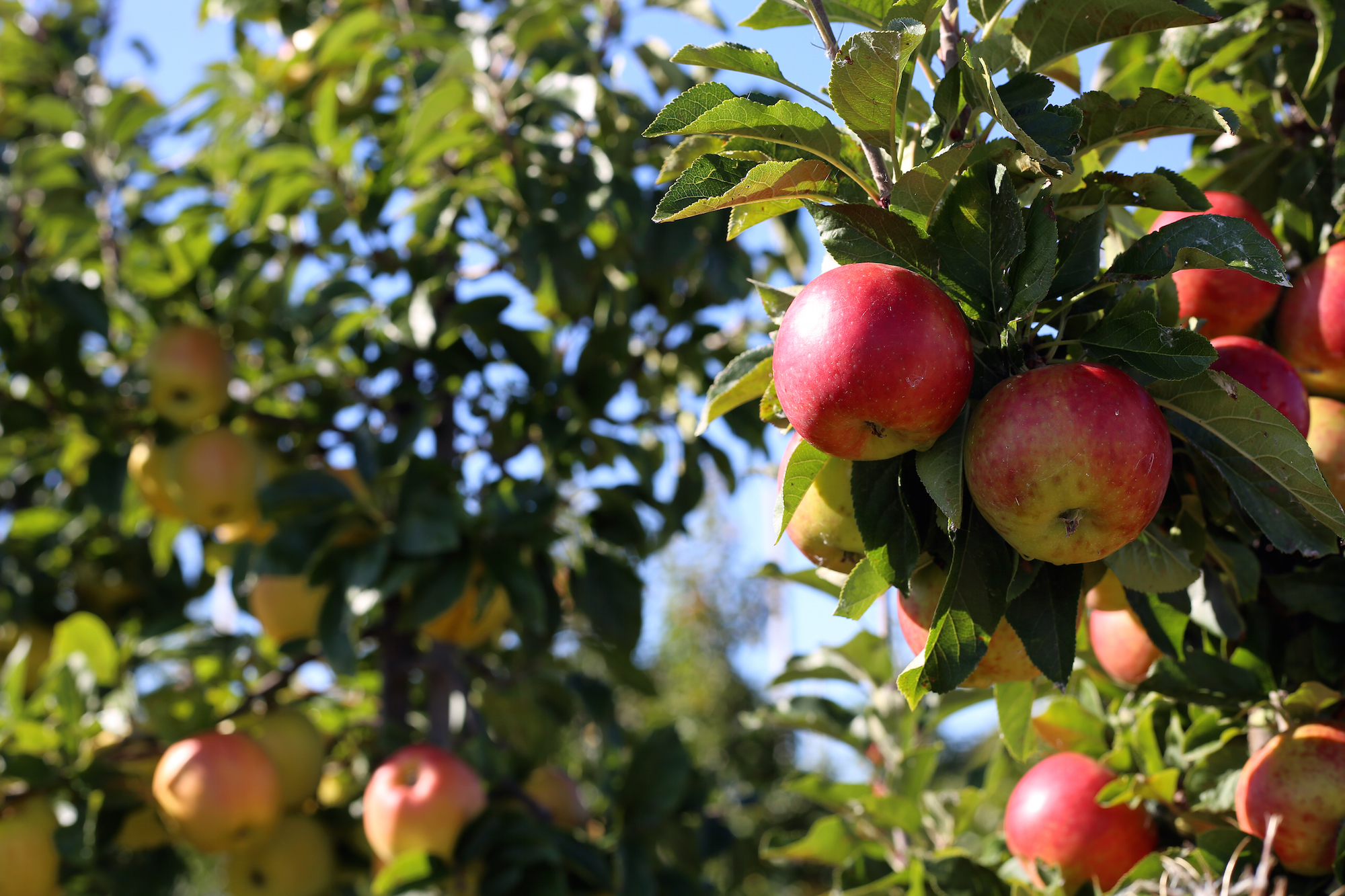 Apple tree.jpeg