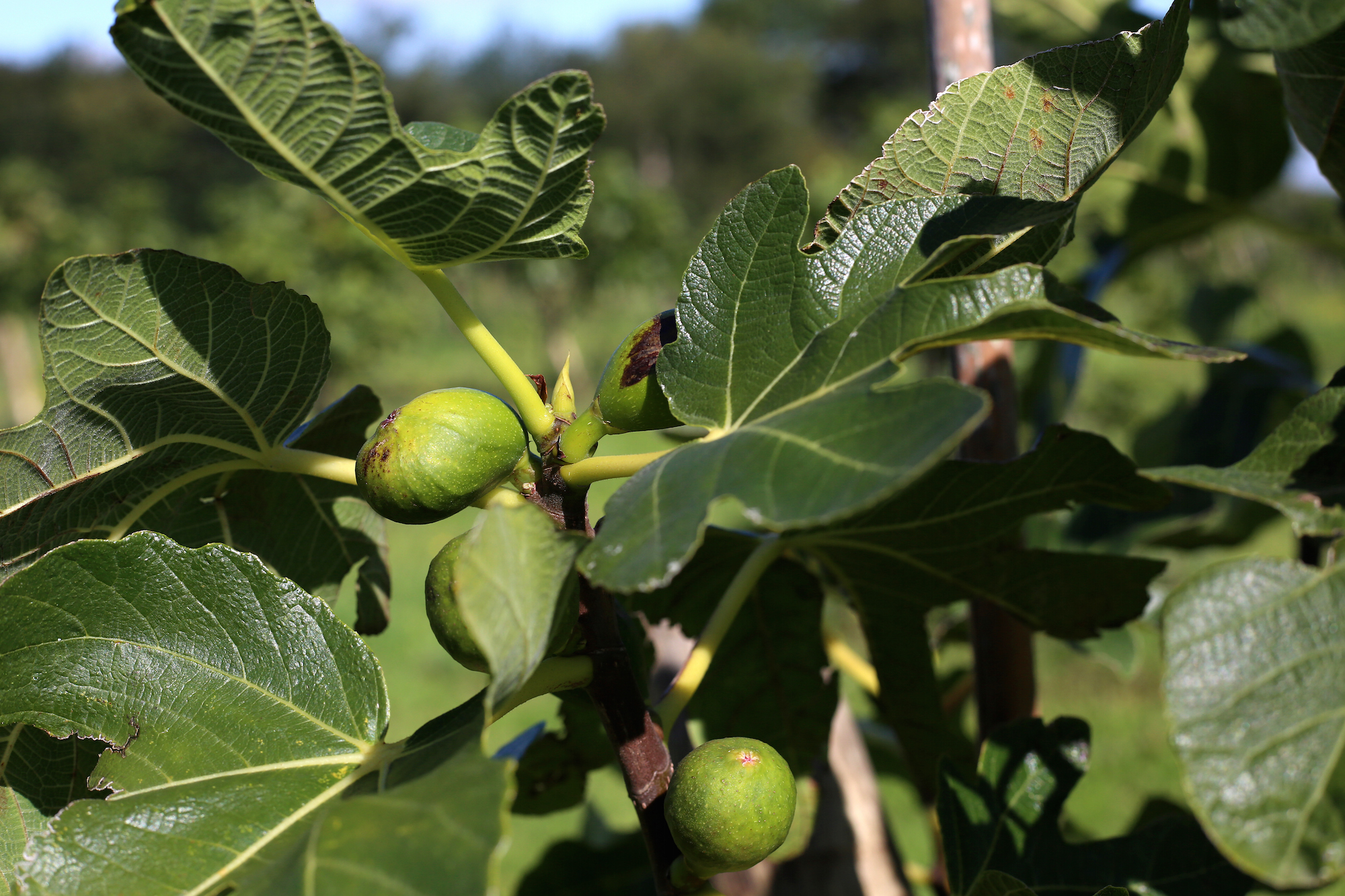 Fig tree.jpeg