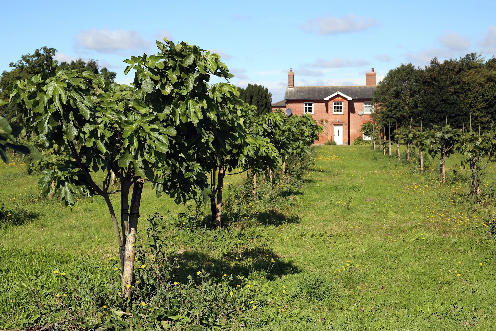 Essex fig orchard.jpeg