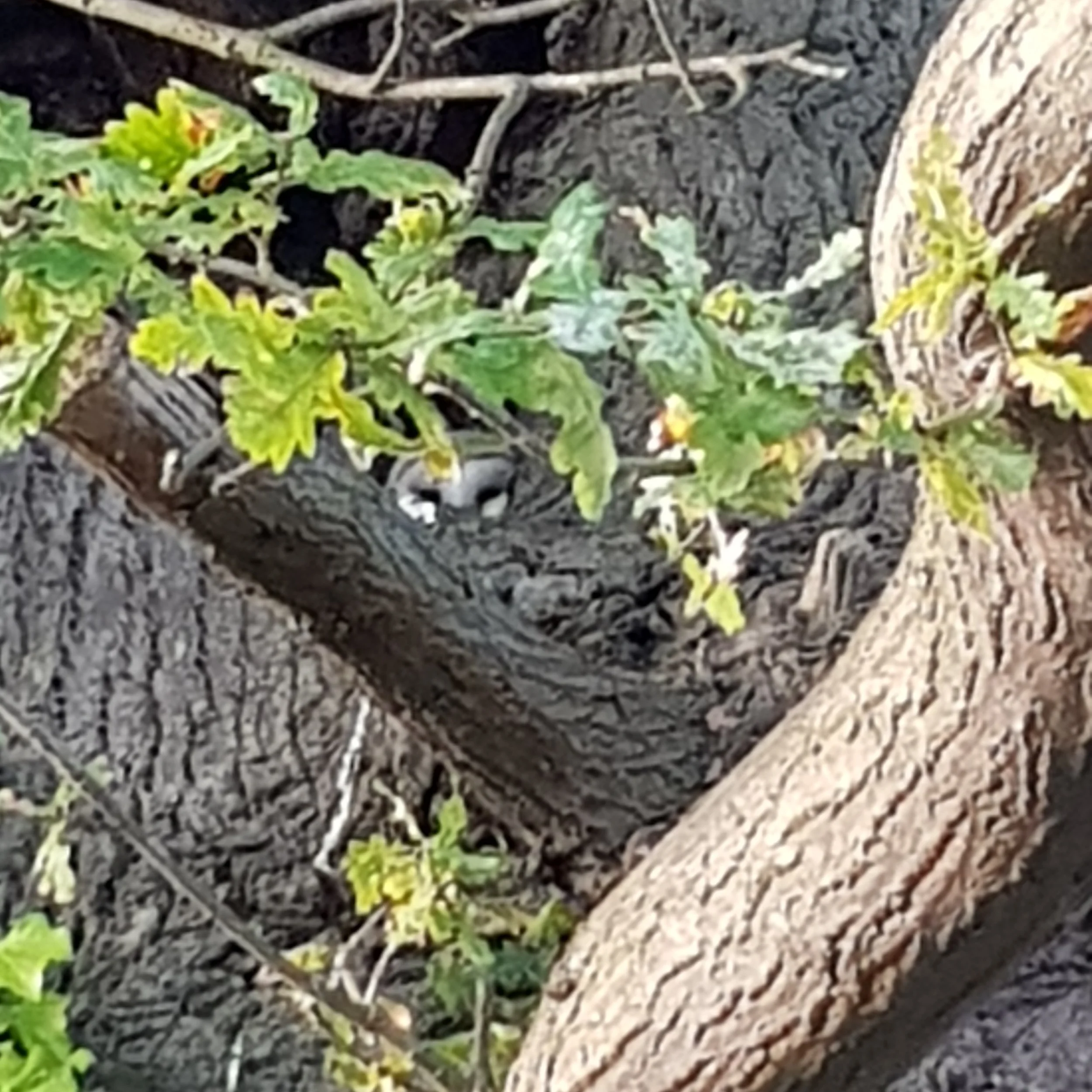 Otters Barn Owls Buzzards And Badgers At Brook Farm George