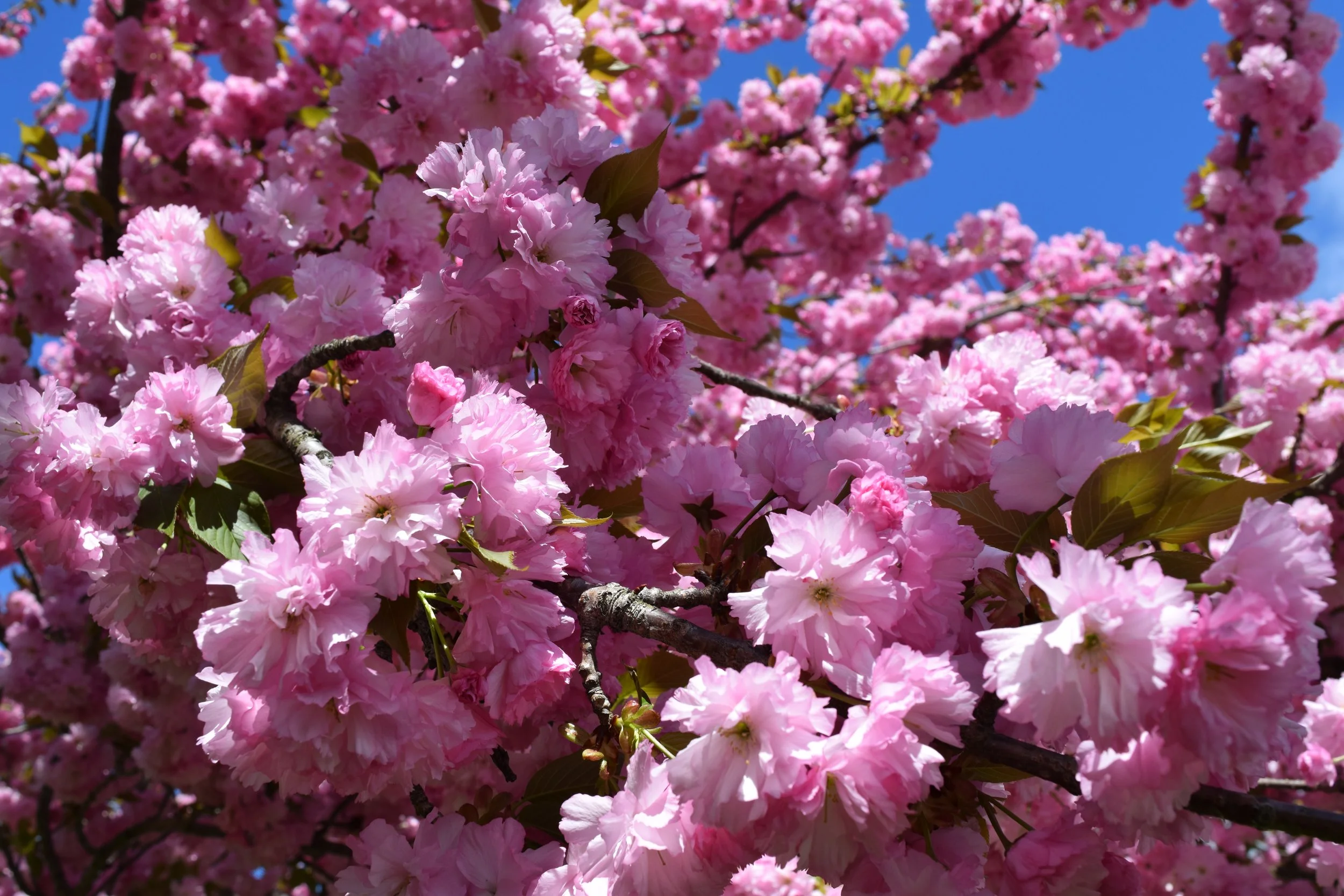 Cherry Hill Park How to See the Cherry Blossoms in Washington, DC
