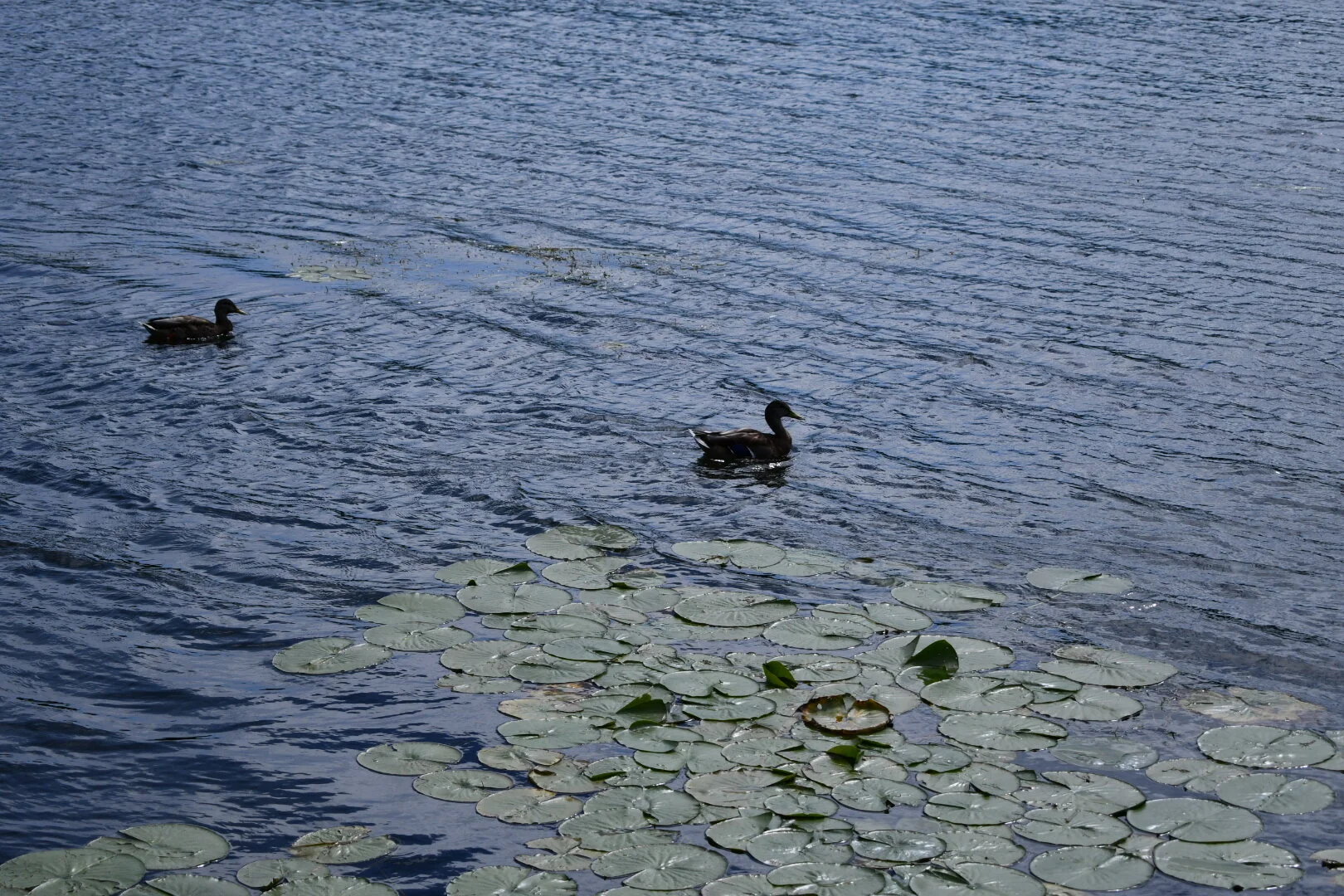 DSC_2199.JPG