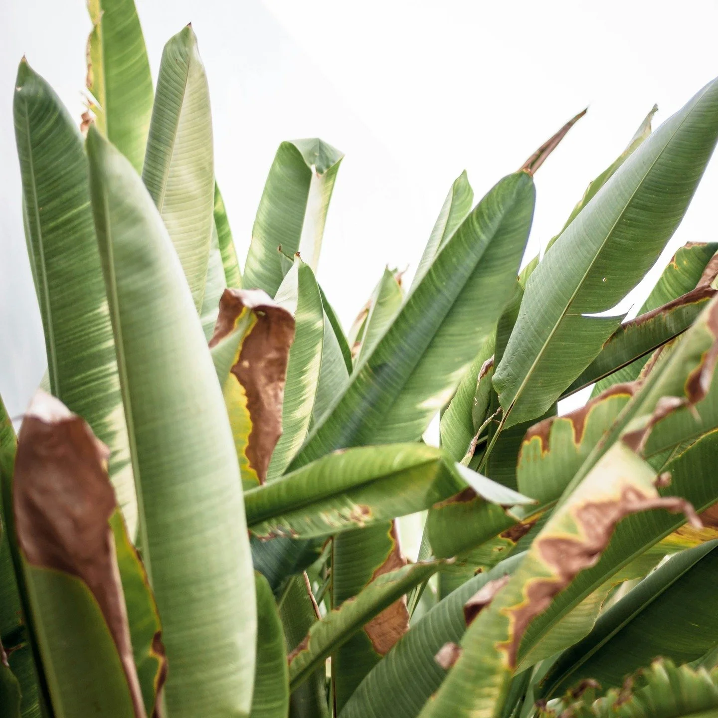 M&ecirc;me les plantes les plus fortes se dess&egrave;chent sous un soleil constant ou le vent ou le froid
La peau aussi perd son eau et son &eacute;clat quand elle manque de protection.
S&eacute;rums, cr&egrave;mes et brumes hydratantes sont sa plui