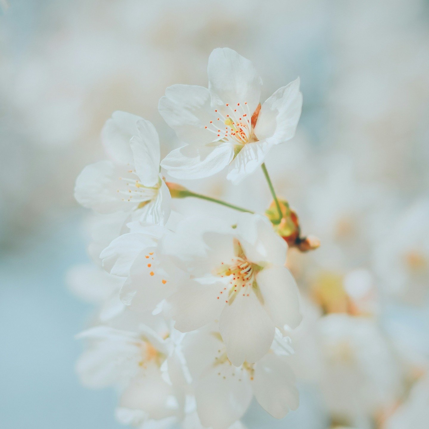 ✨ Joyeuses F&ecirc;tes ✨
En cette p&eacute;riode de fin d&rsquo;ann&eacute;e,
toute l&rsquo;&eacute;quipe de la Clinique Bleu Vert
vous souhaite de doux moments de calme et de bien-&ecirc;tre.

🎄 La foire de No&euml;l continue
🌸 Tous nos produits &