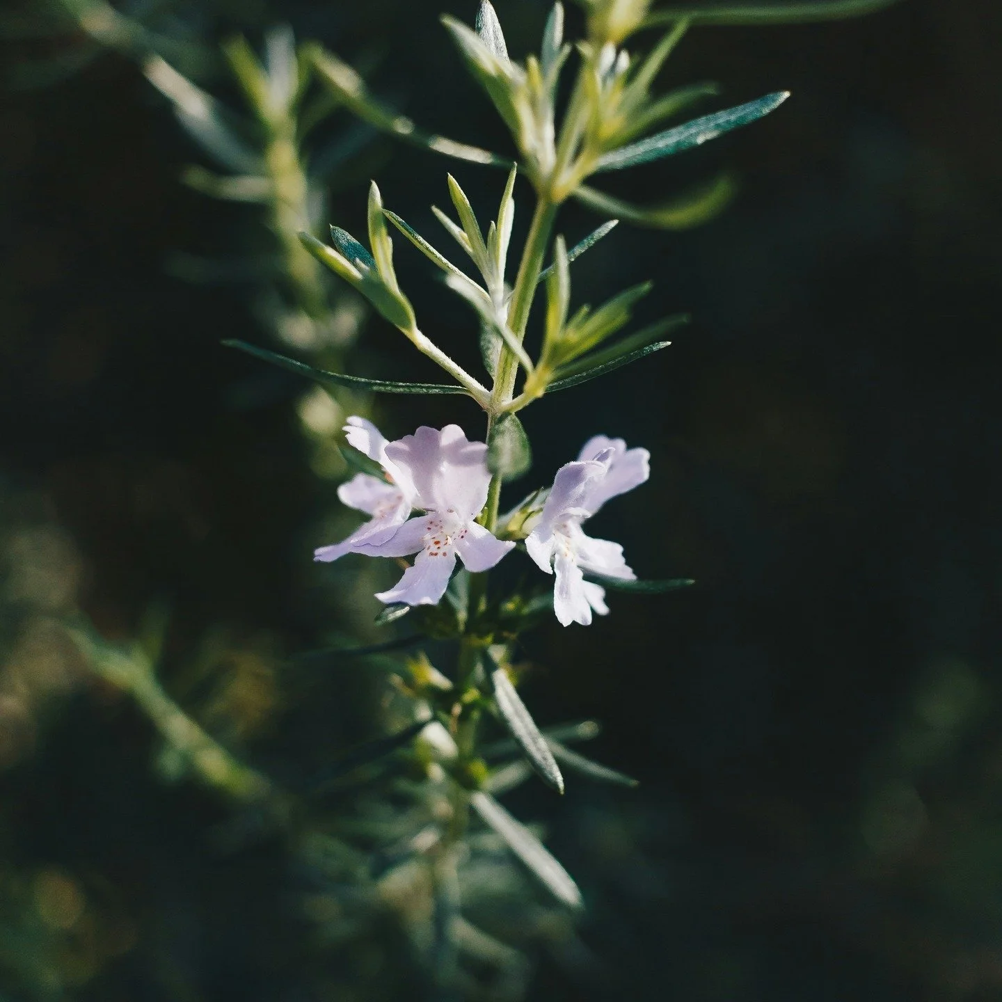 Le romarin, plante de lumi&egrave;re
Antioxydant et purifiant, le romarin soutient la microcirculation et aide &agrave; r&eacute;g&eacute;n&eacute;rer la peau fatigu&eacute;e. Il lutte contre la tomb&eacute; des cheveux 
En diffusion, il clarifie l&r