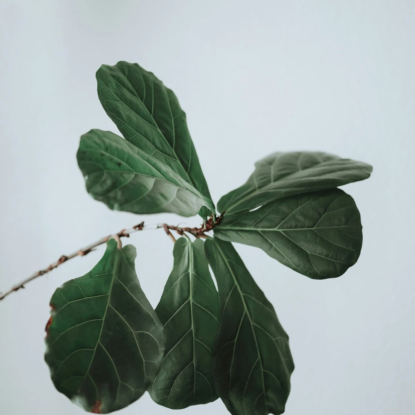 M&ecirc;me les plantes les plus fortes se dess&egrave;chent sous un soleil constant ou le vent ou le froid
La peau aussi perd son eau et son &eacute;clat quand elle manque de protection.
S&eacute;rums, cr&egrave;mes et brumes hydratantes sont sa plui