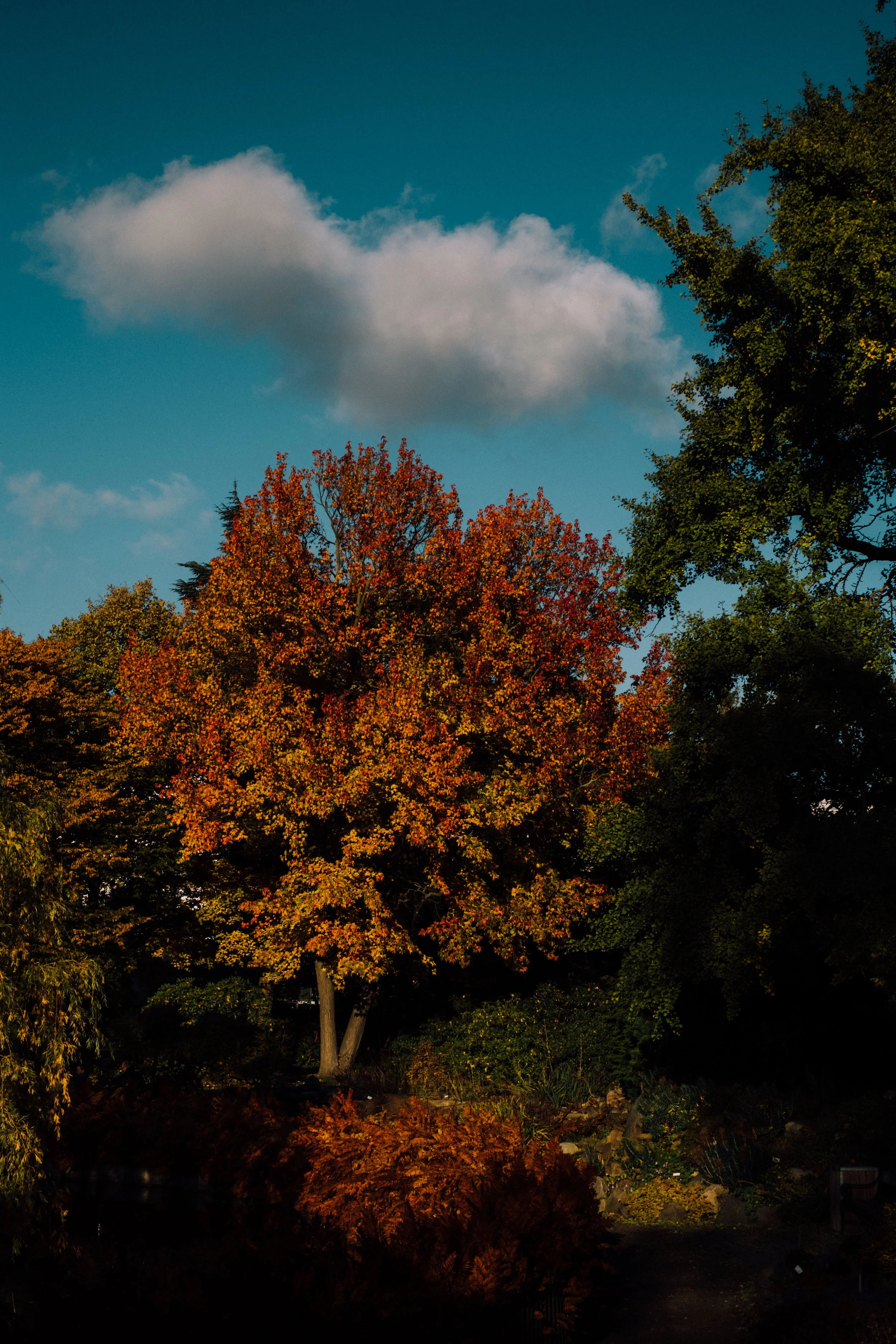 DSCF6654.jpg